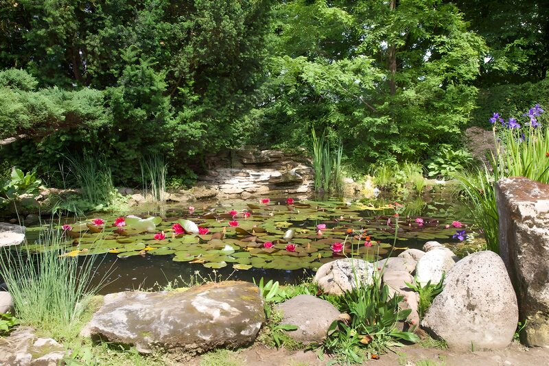 Rustige vijver met waterlelies