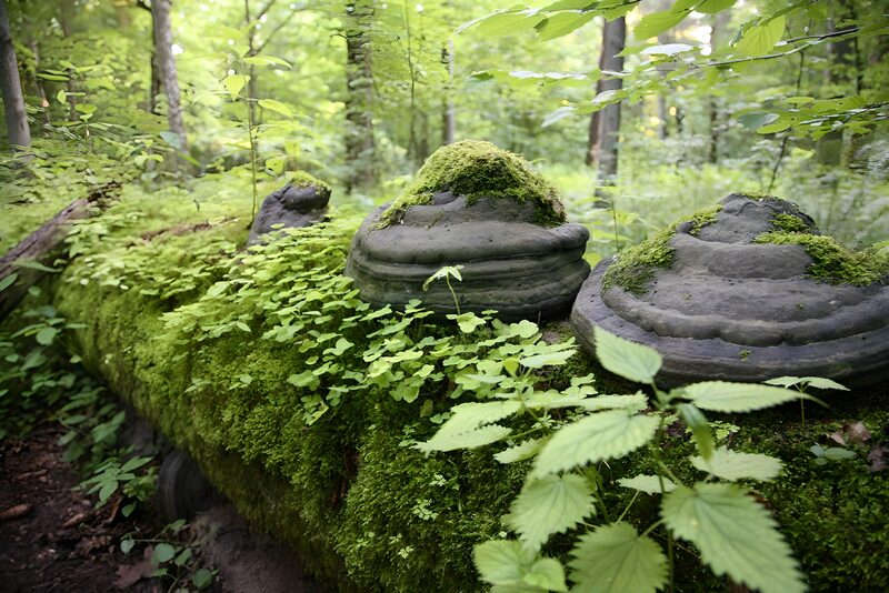 Mosbed met stenen in het bos