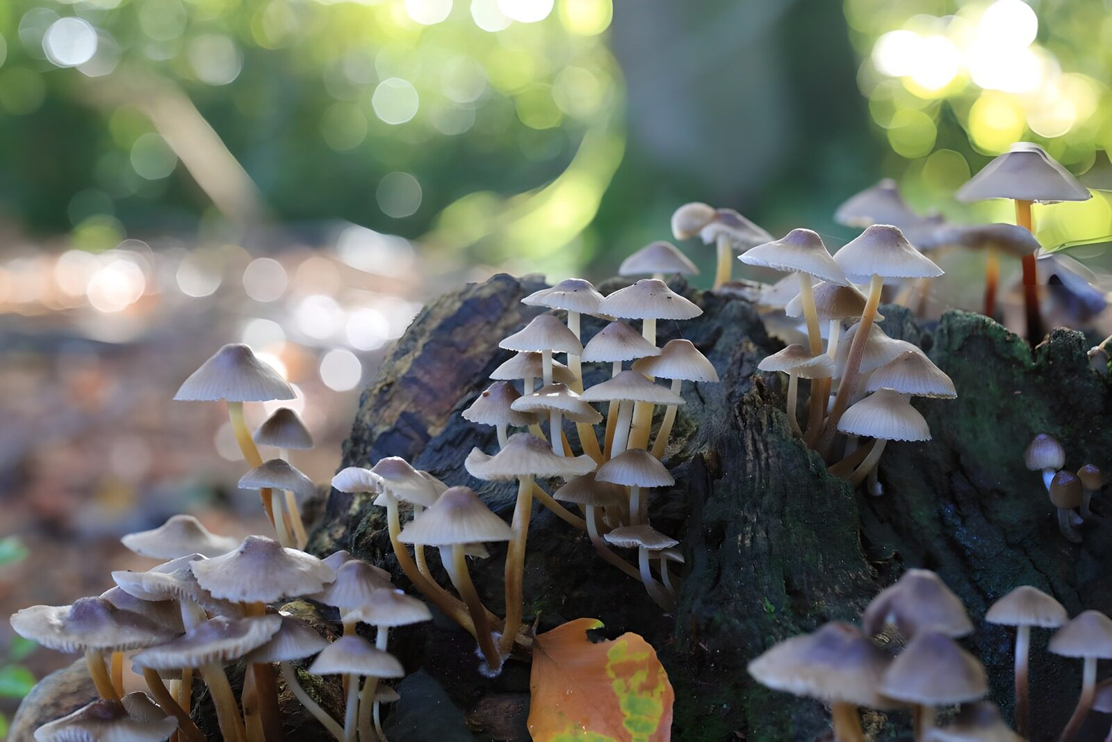 Bos paddestoelen op boomstam 1