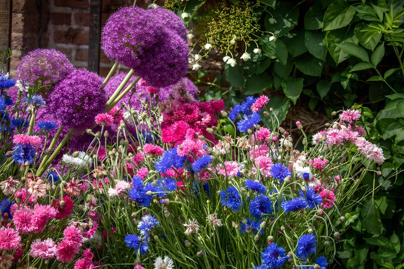 Kleurige Bloemenpracht in de Tuin