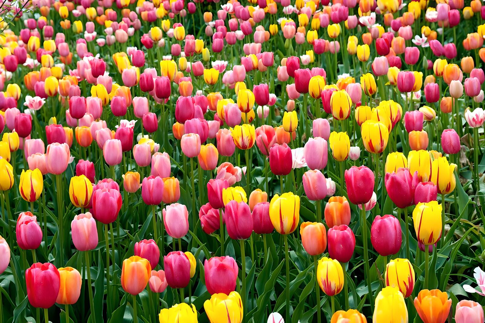 Kleurrijke Tulpenveld in Lentetijd