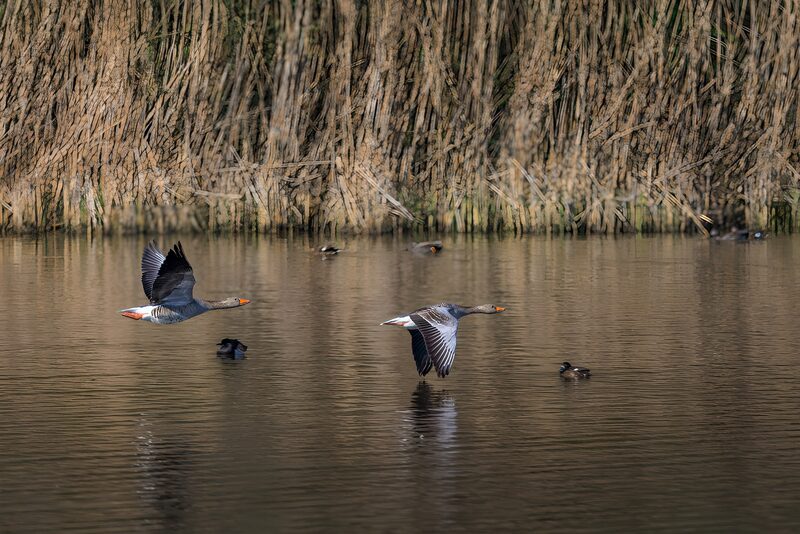 Vliegende ganzen boven het water