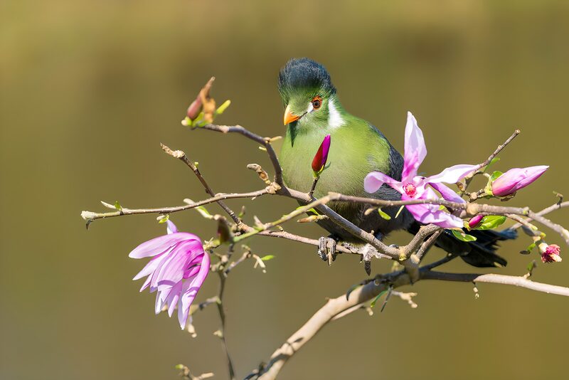 Kleurrijke vogel op bloeiende tak