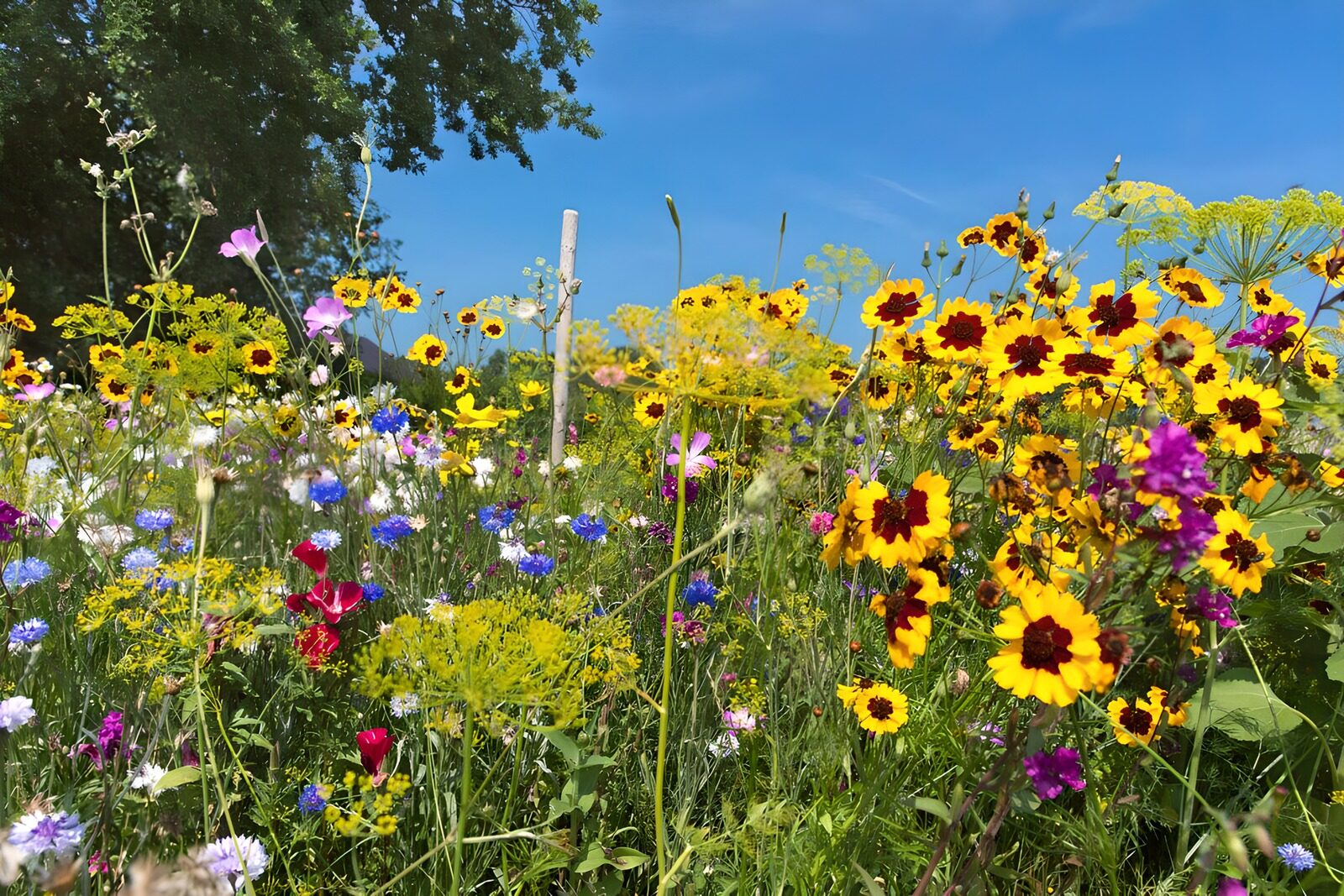 Bloemen veld