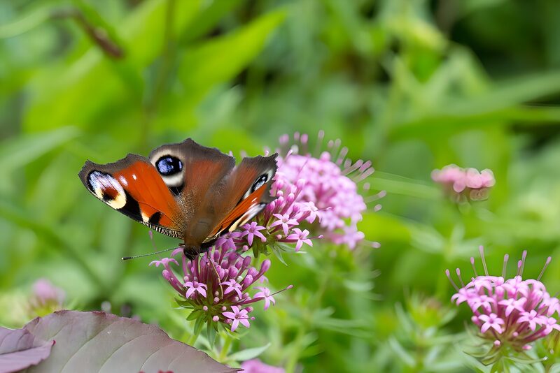 Prachtige dagpauwoog op bloemen