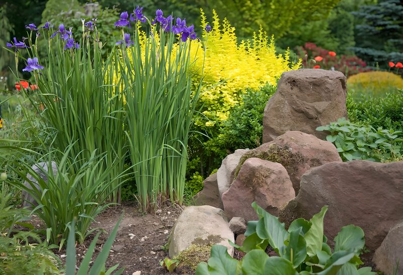 Kleurrijke tuin met paarse irissen