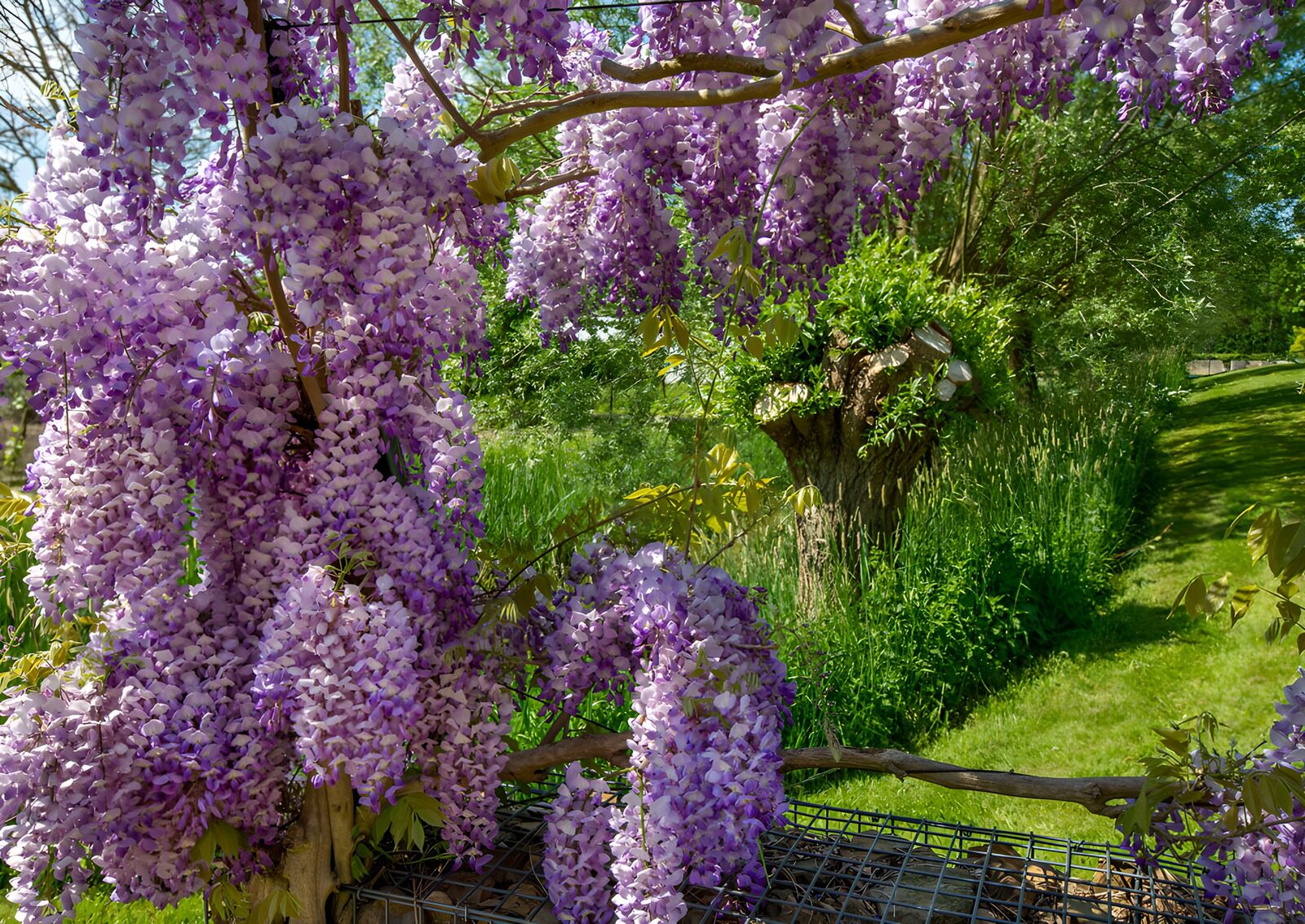 Prachtige bloeiende wisteria