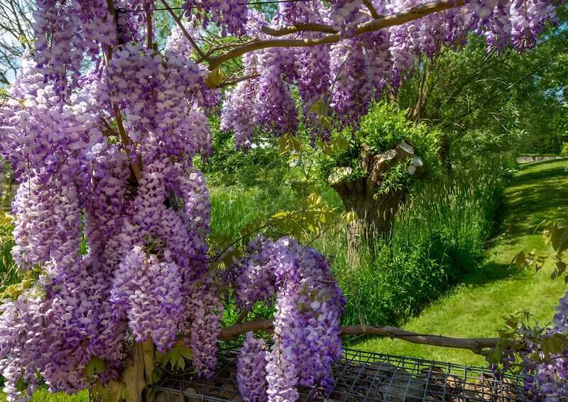 Prachtige bloeiende wisteria