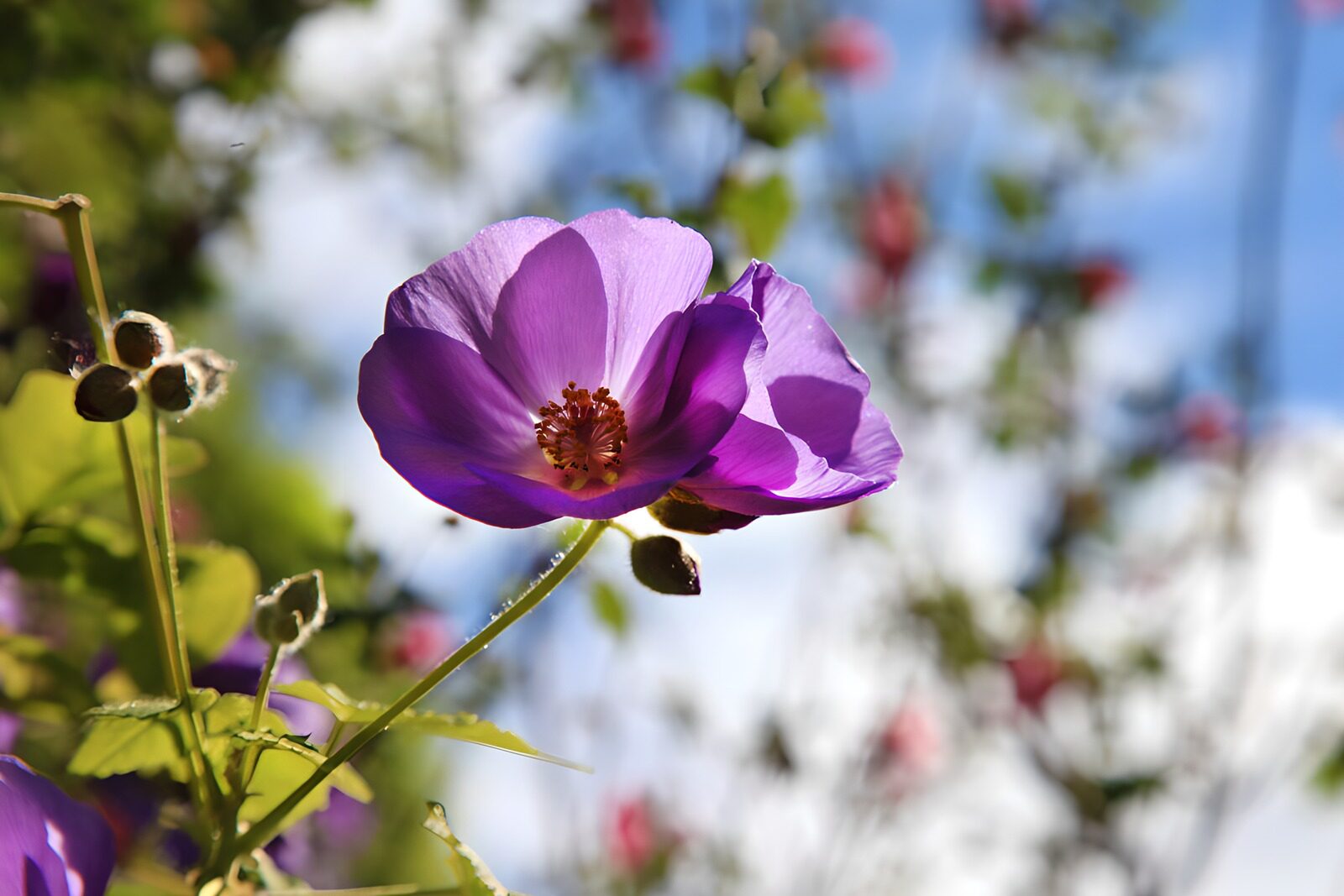 Prachtige paarse bloem in de zon