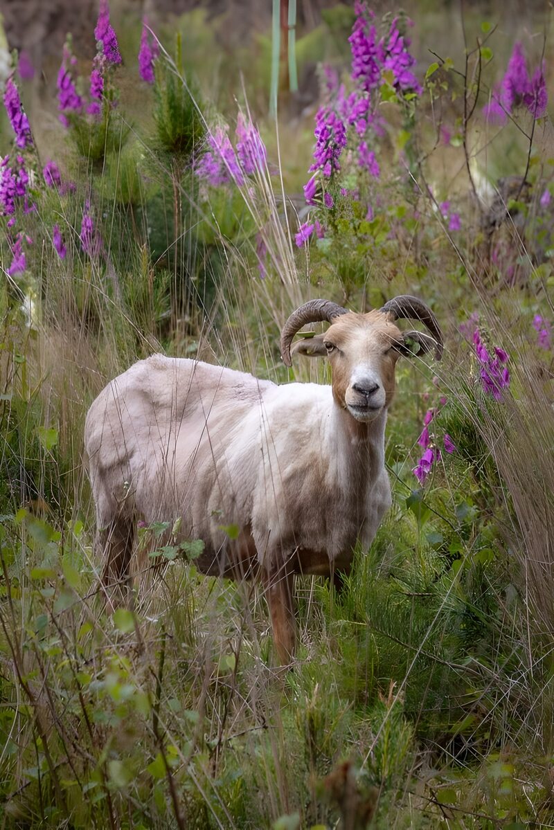 Schotse Hooglander tussen de bloemen