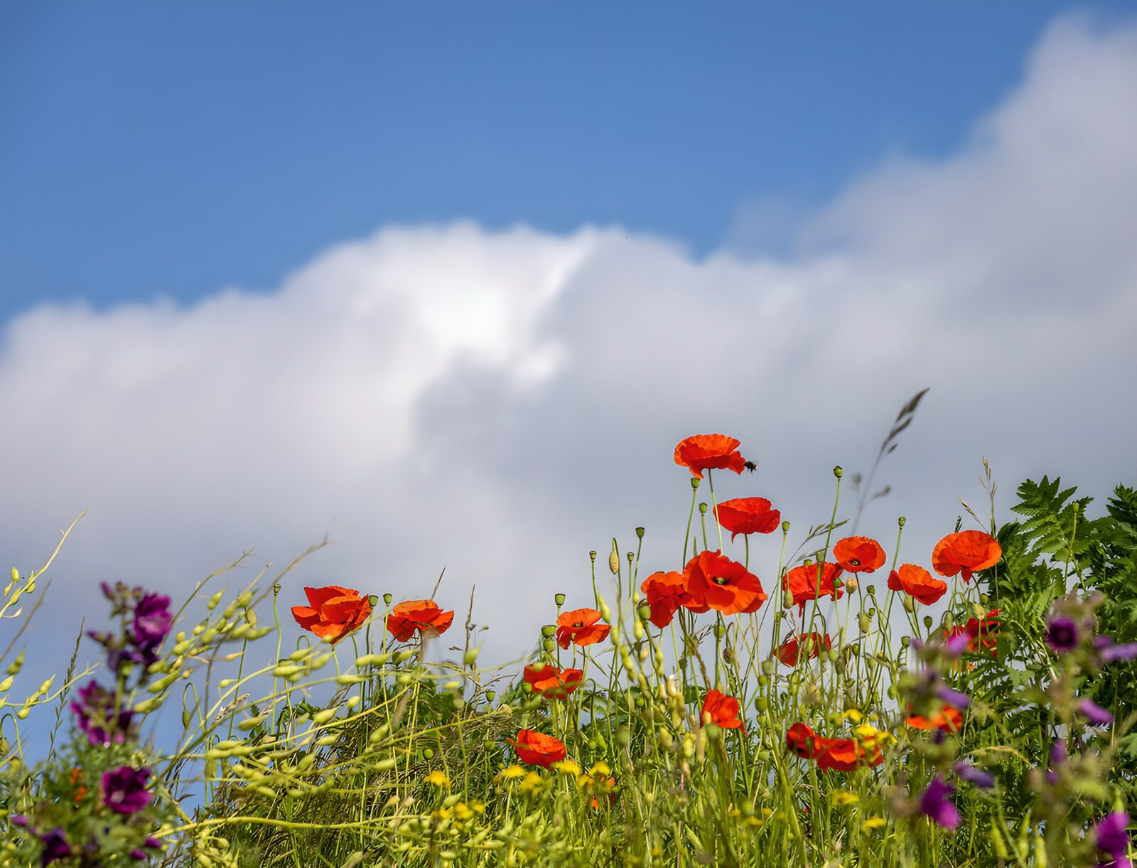 Bloeiende Muiden onder een blauwe lucht