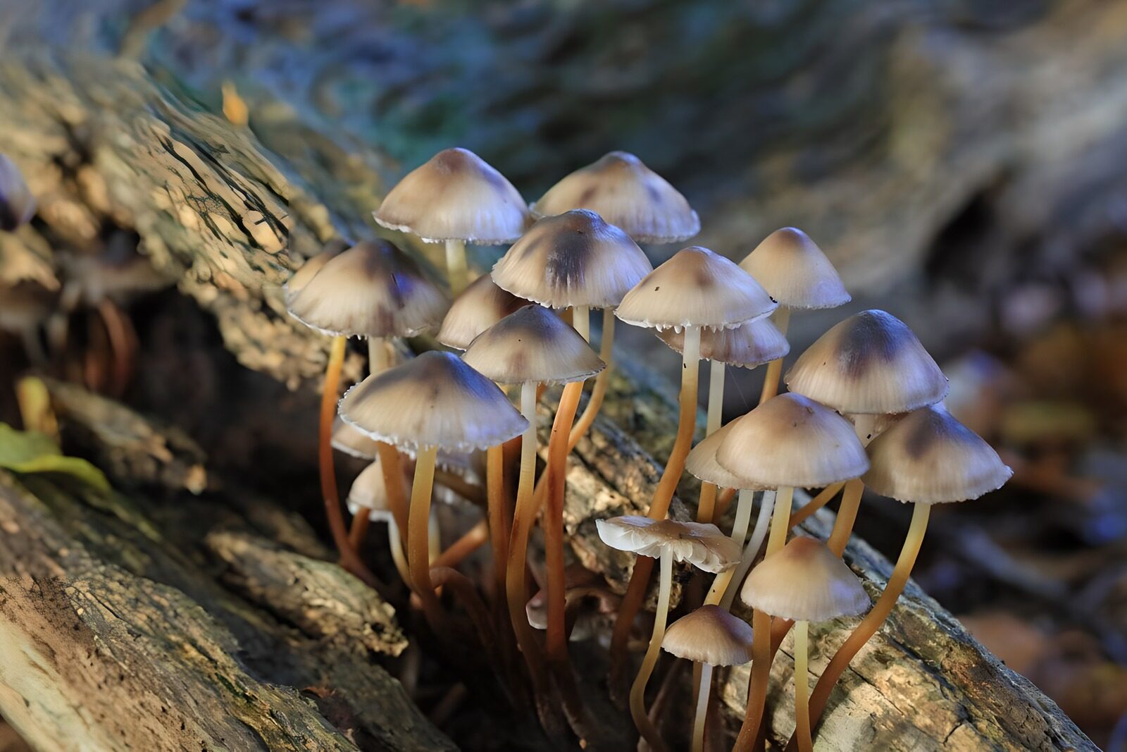 Bos Paddestoelen op boomstam