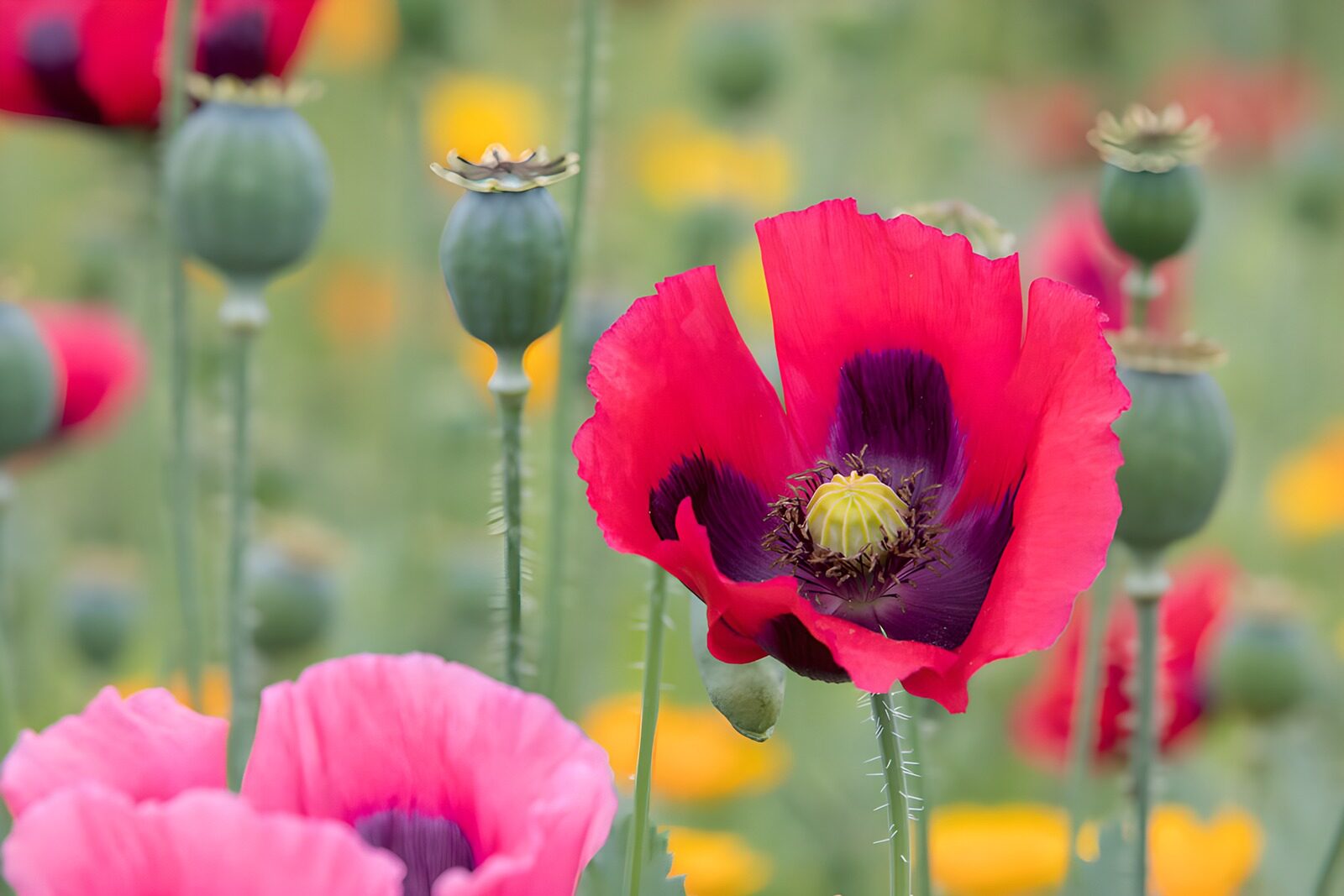 Kleurrijke papaverbloemen in een veld