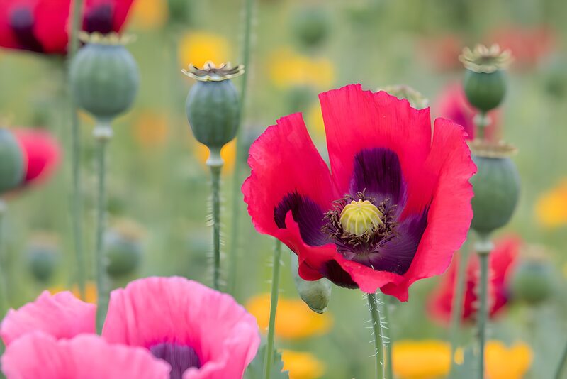 Kleurrijke papaverbloemen in een veld
