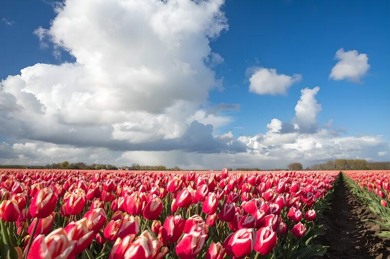 Tulpenveld onder een heldere lucht