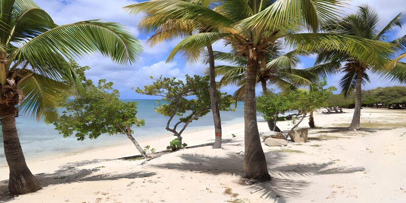 Tropisch strand met palmbomen