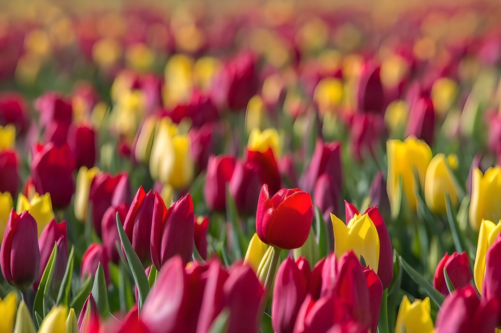 Kleurrijke tulpen in volle bloei