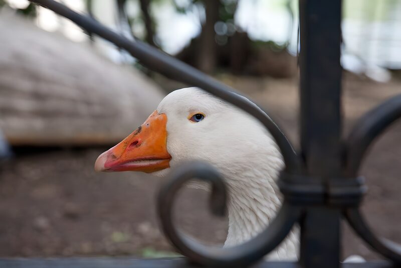 Gans door het hek
