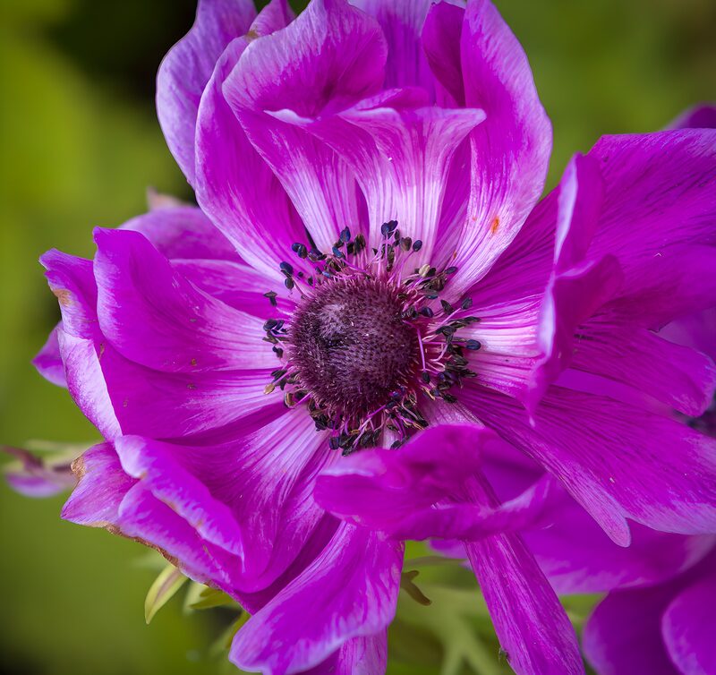 Paars anemoon close-up