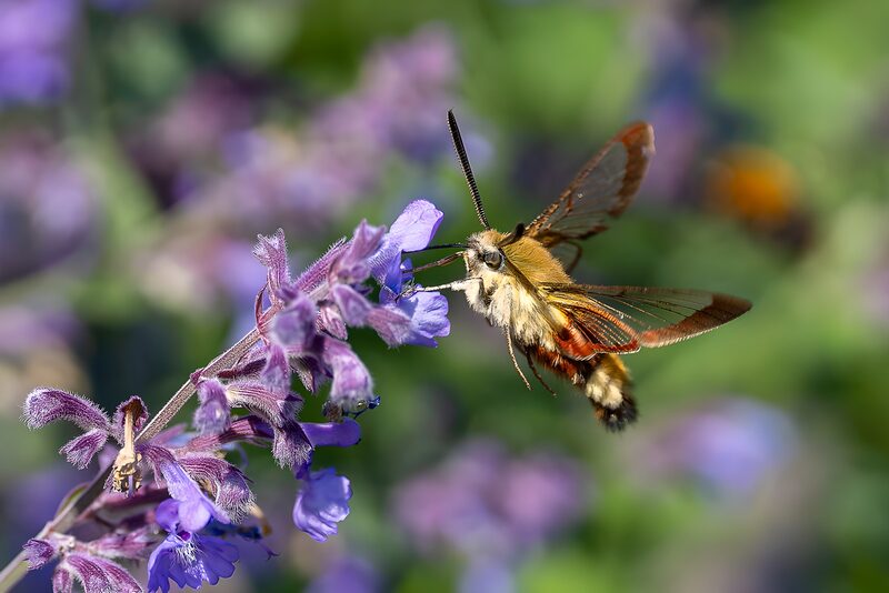 Vlinderachtige insect bij paarse bloemen