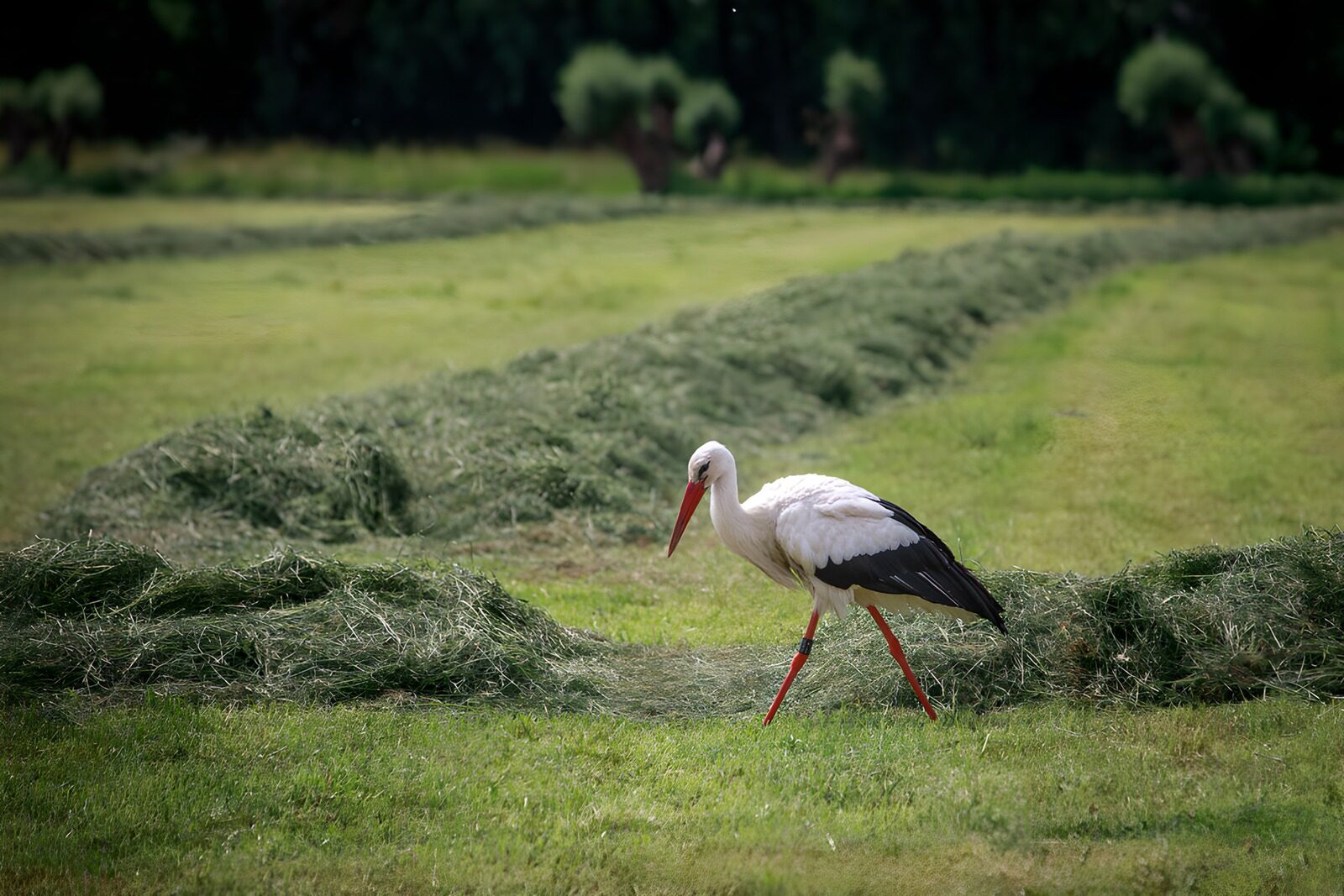 Zwaan wandelt door grasveld