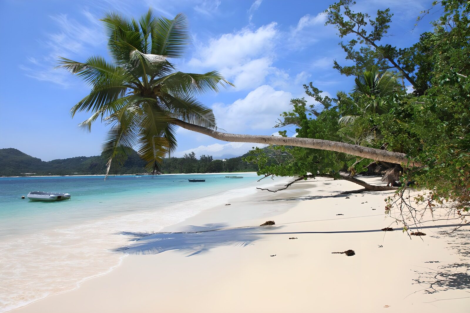 Tropisch strand met palmbomen