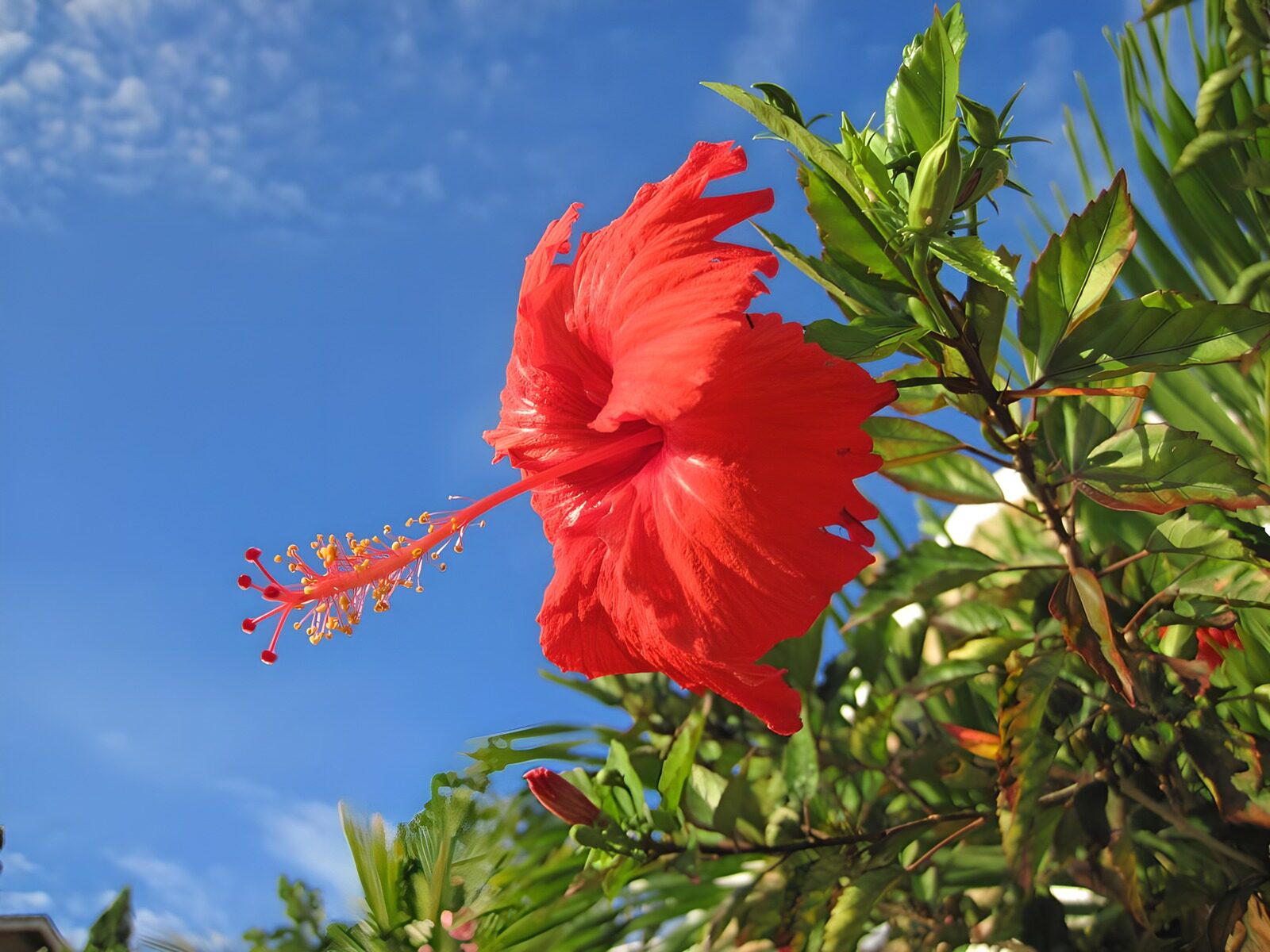 Stralende rode hibiscus in de zon