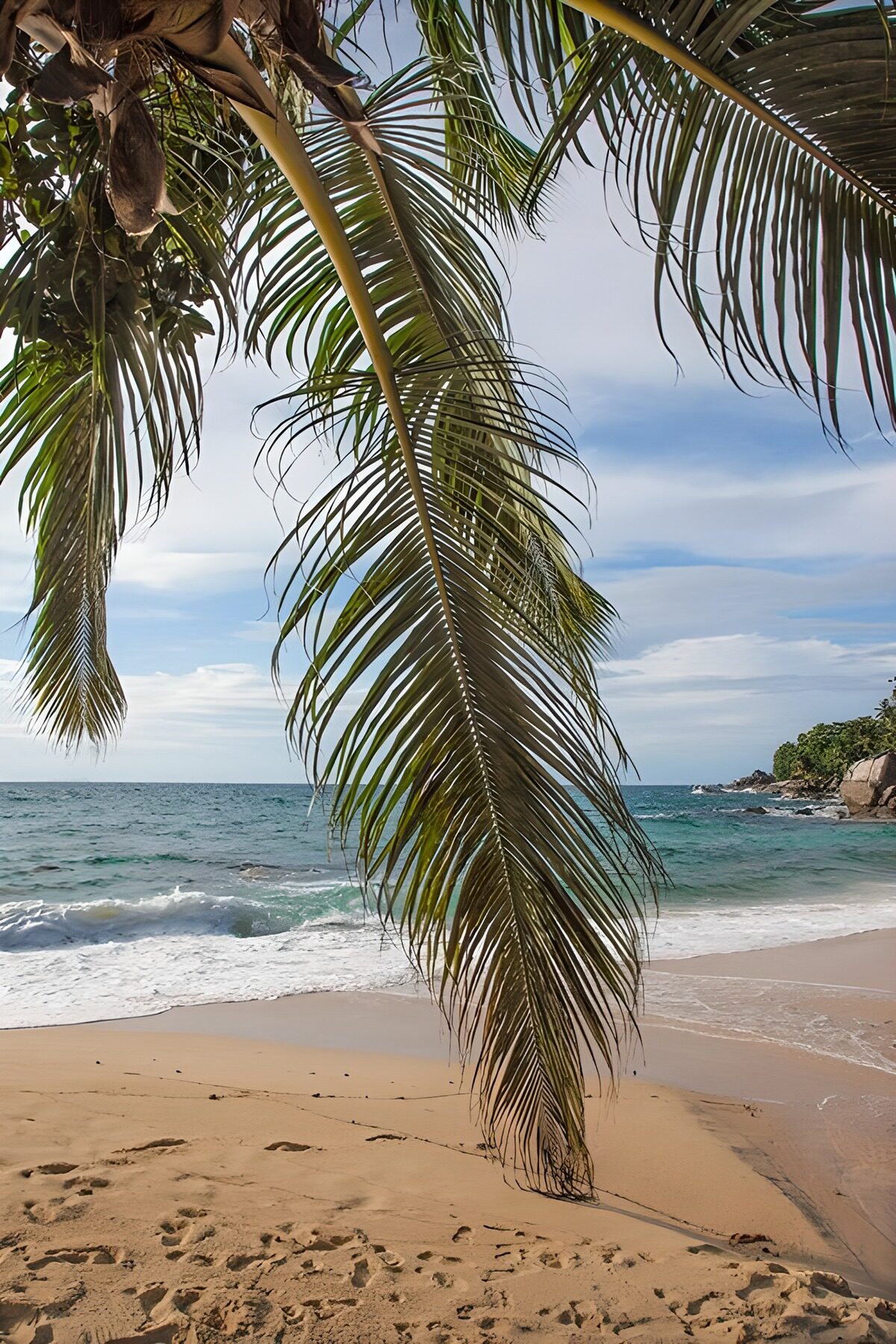 Tropisch strand met palmbomen