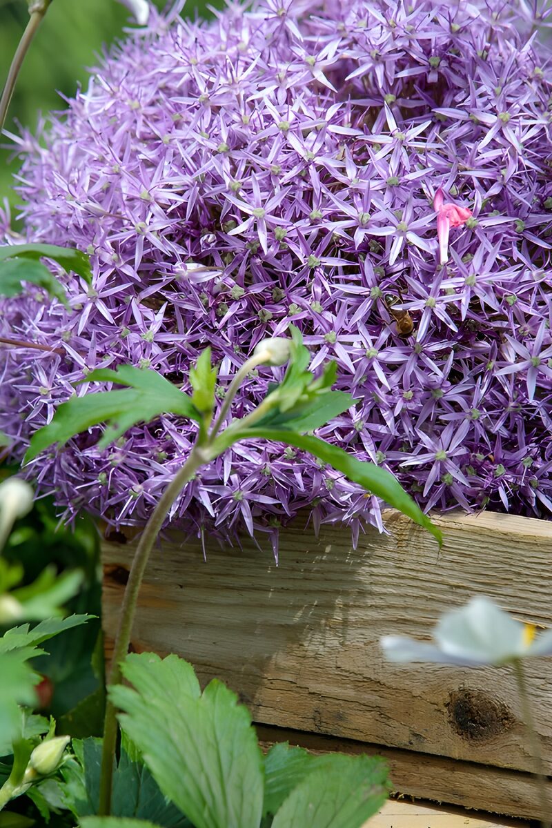 Prachtige paarse bloeiwijzen in de tuin