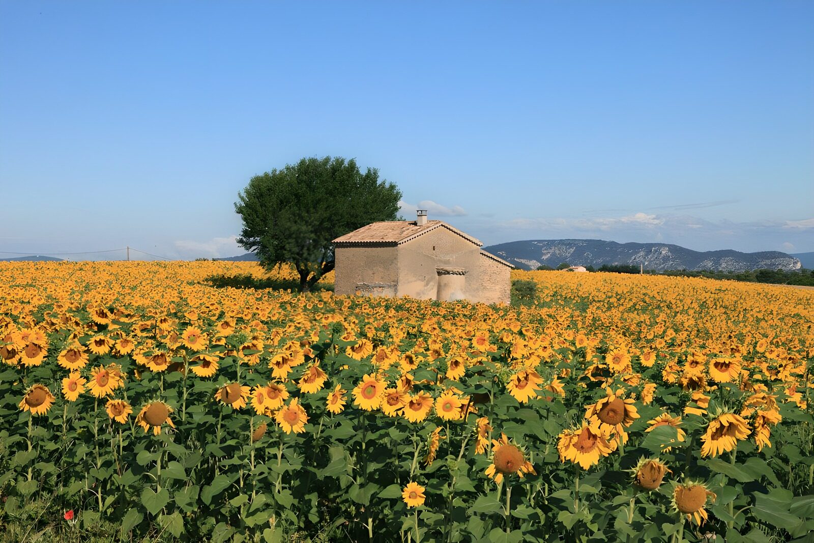 Zonnebloemenveld met huisje