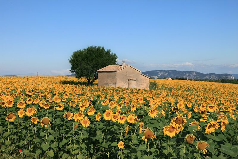Zonnebloemenveld met huisje