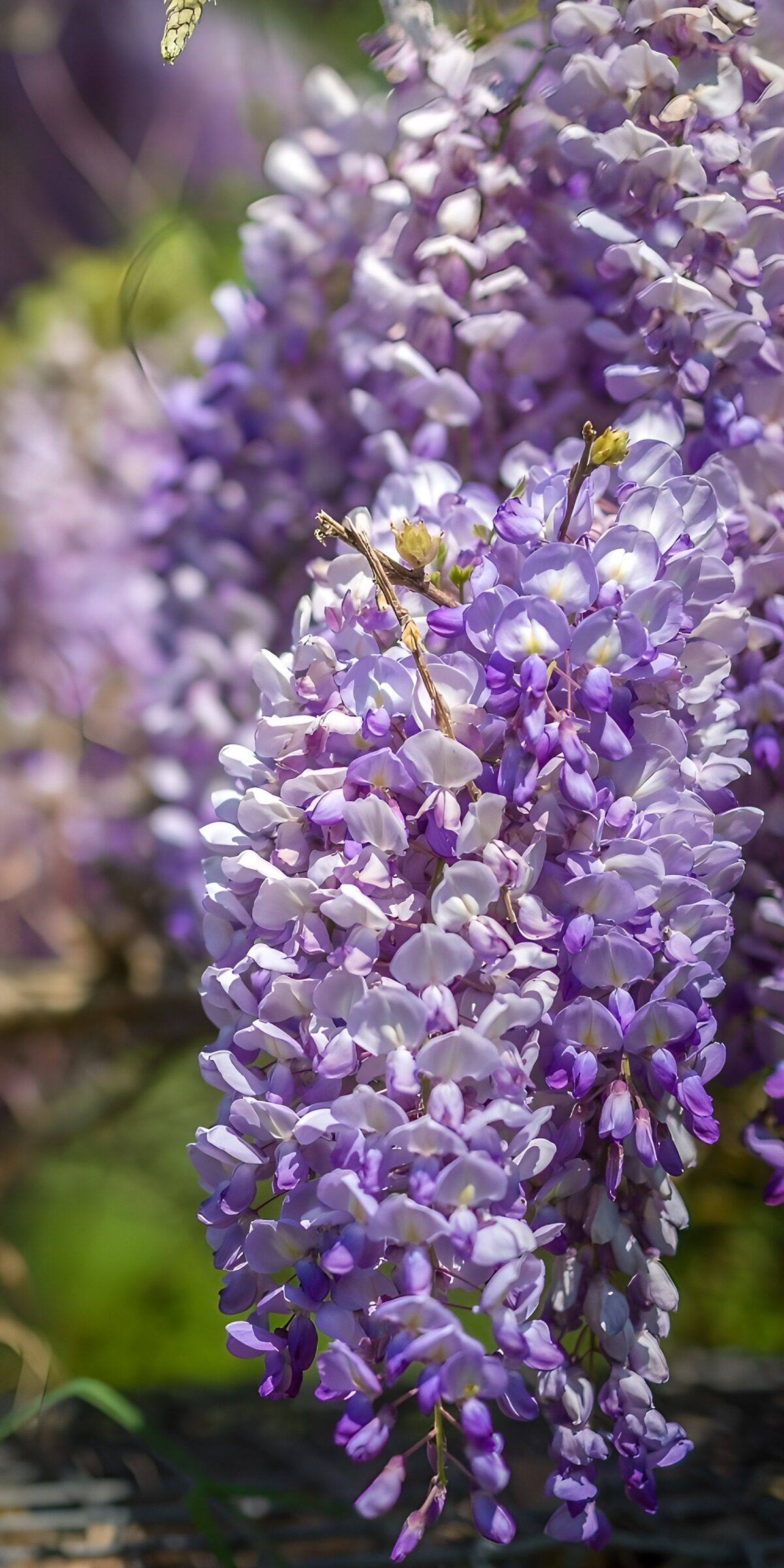 Prachtige paarse wisteria in bloei