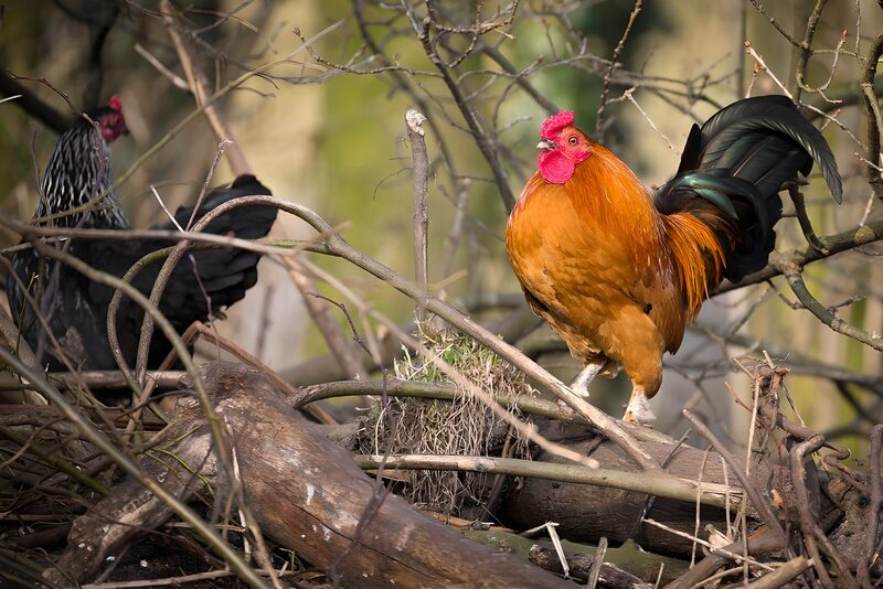Kakelend leven in de natuur
