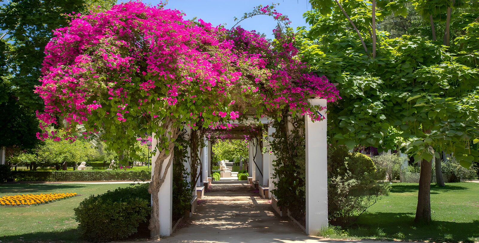 Pergola begroeid met bougainville met doorkijk naar park