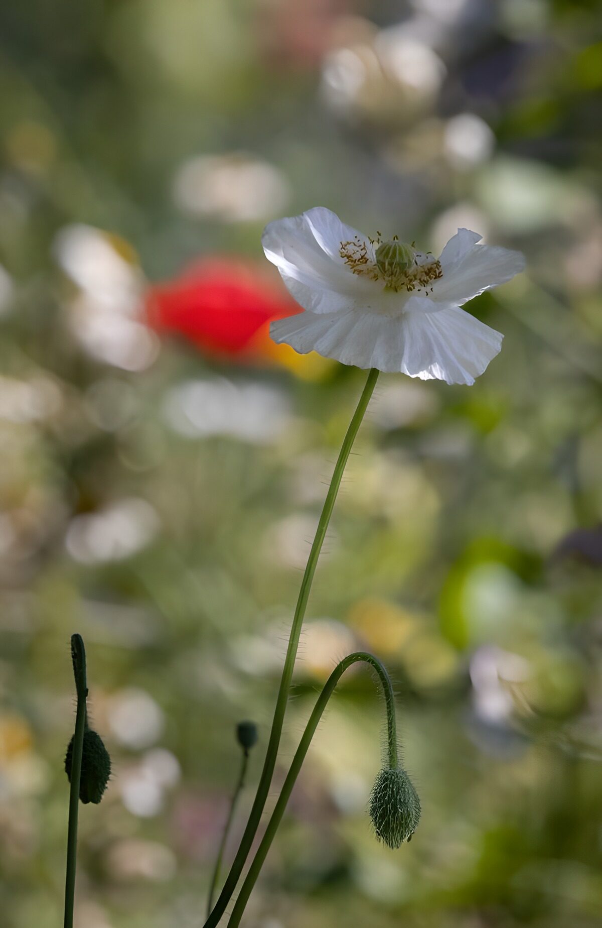 Prachtige witte bloem in de natuur