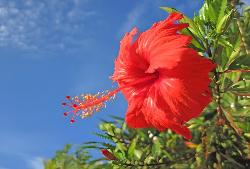 Heldere hibiscusbloem in de zon