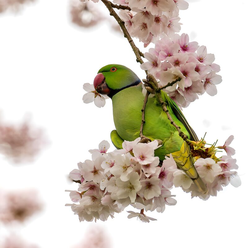 Groene parkiet tussen bloesems
