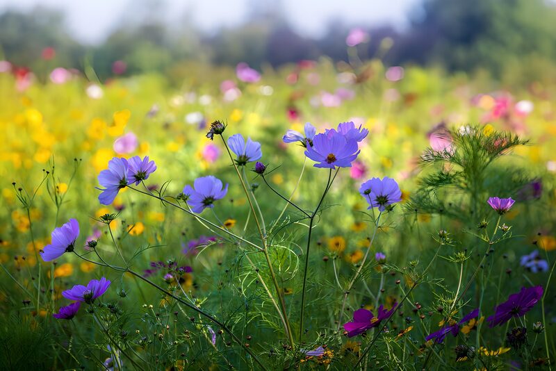 Kleurrijke Bloemenweide in de Zomer