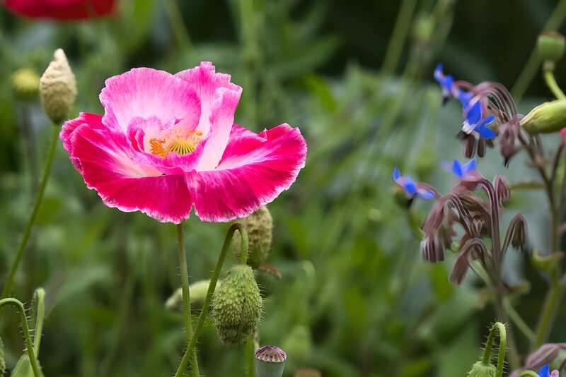 Prachtige roze bloemen in de natuur