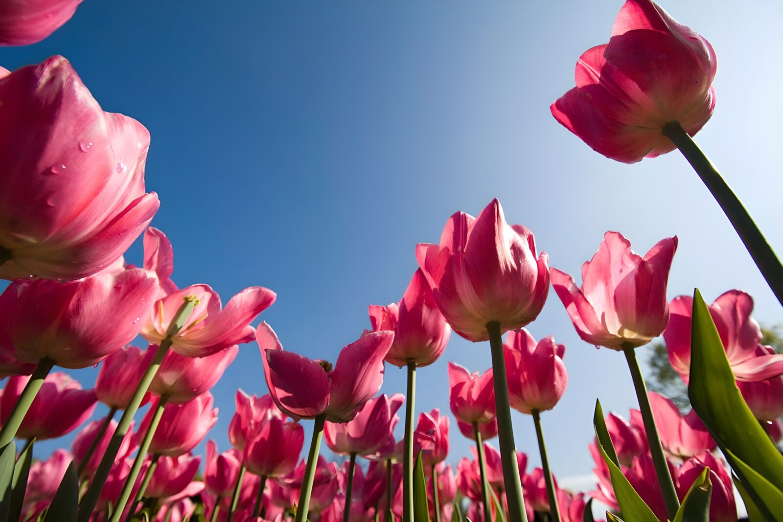 Kleurrijke tulpen onder een blauwe lucht