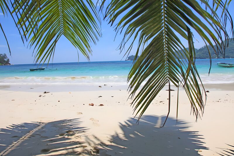 Tropisch strand met palmbomen
