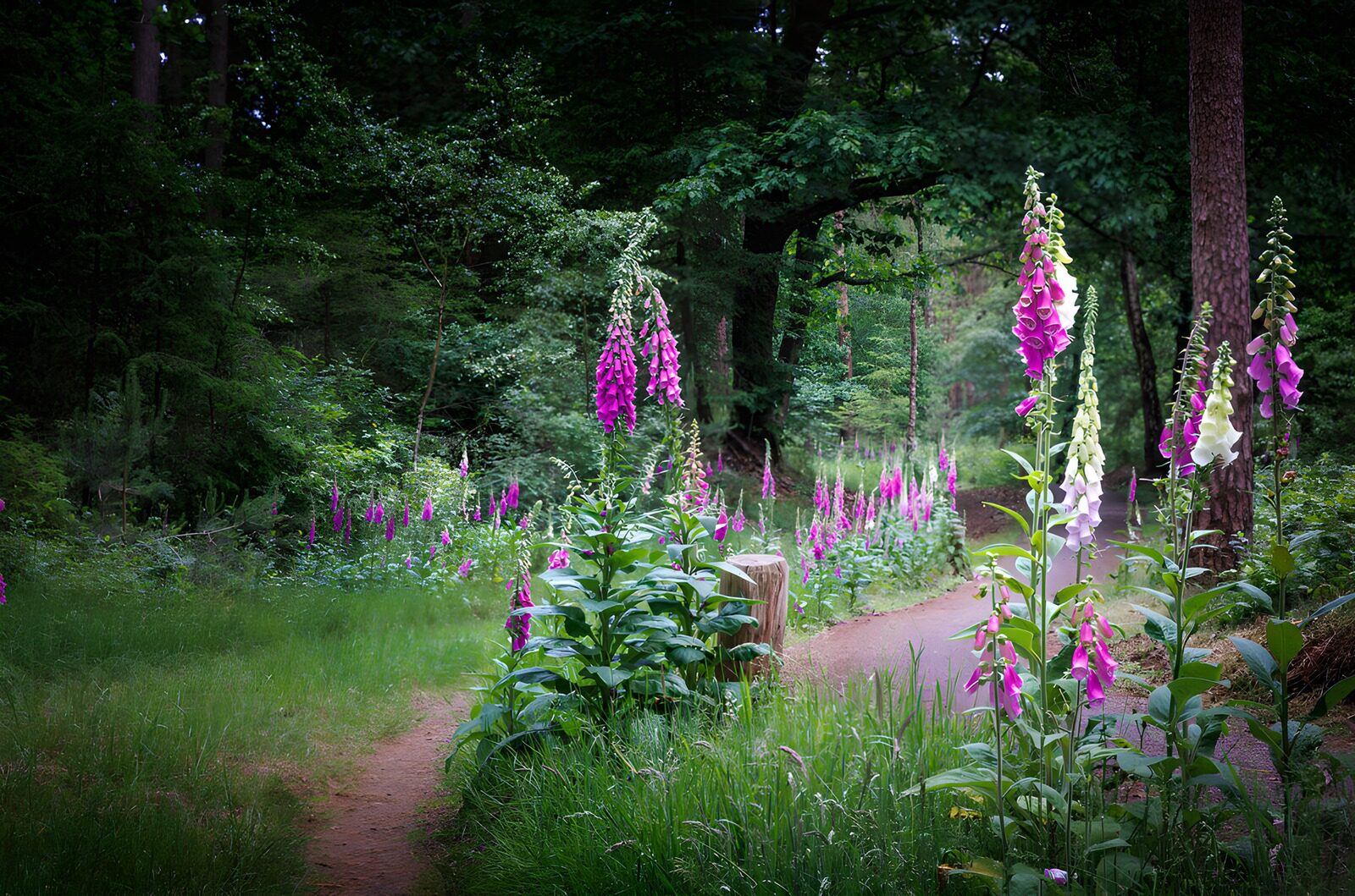 Prachtige bloemenpaden in het bos