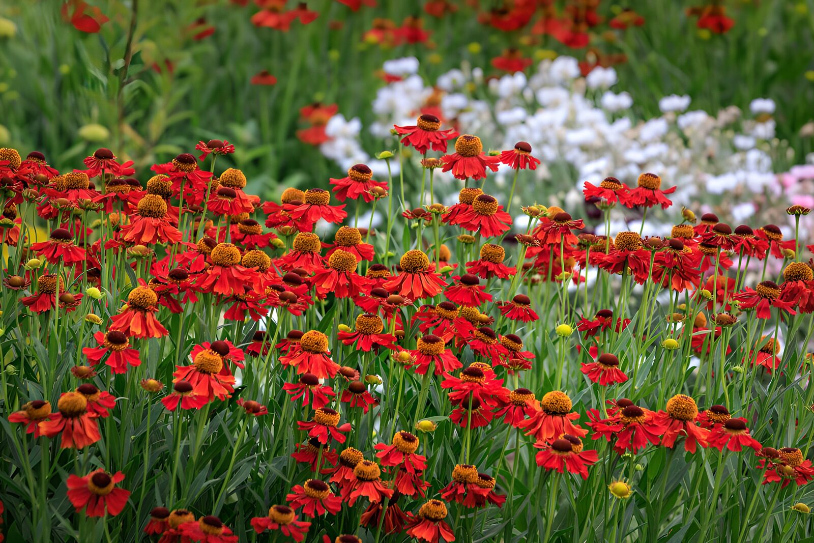 Veld met rode en oranje zomerbloemen