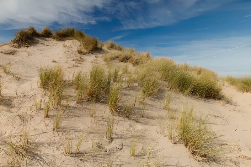 Zandduinen met gras in de zon