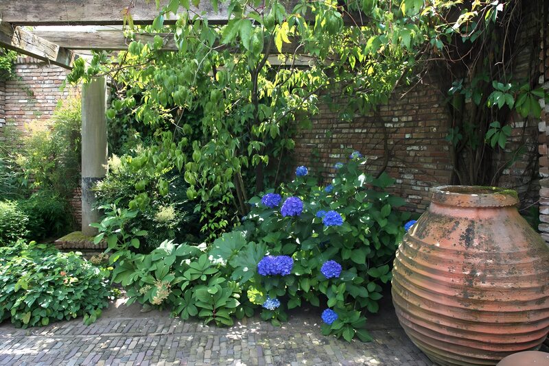 Hydrangea in een prachtige tuin