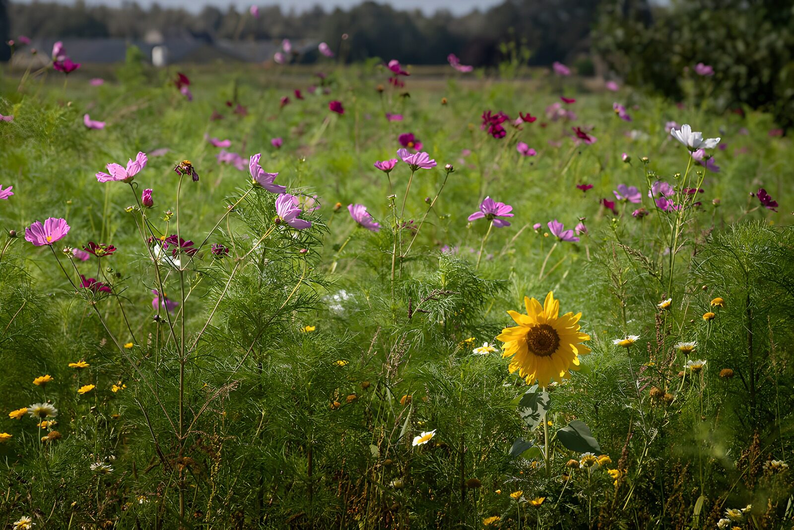 Zomerse Bloemenweide met Zonnebloem