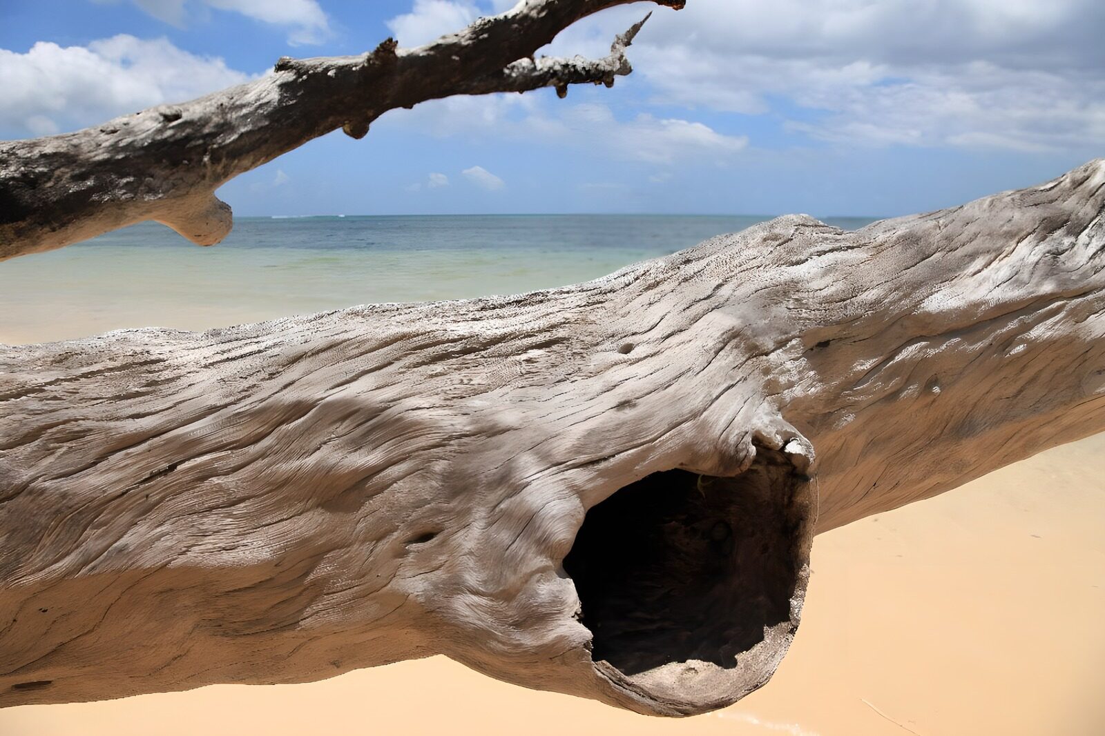 Verweerd hout op het strand