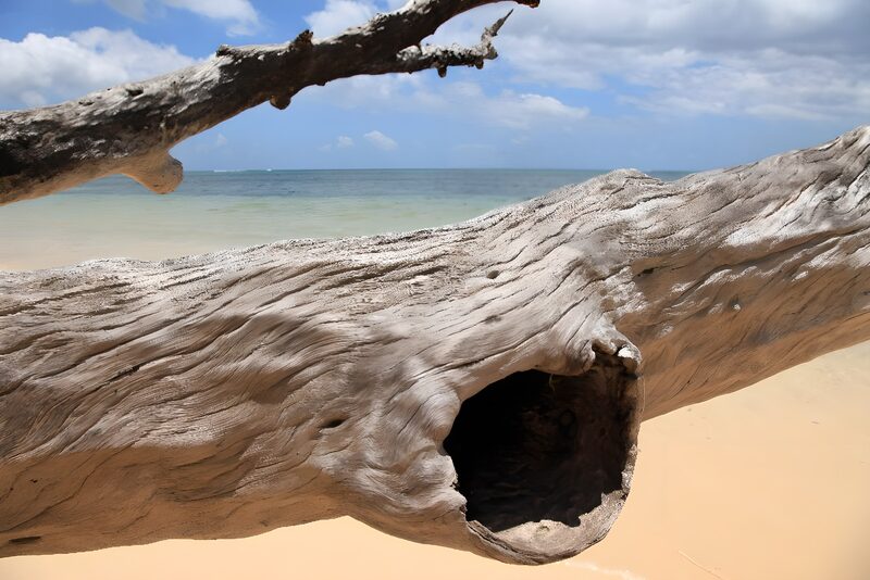 Verweerd hout op het strand