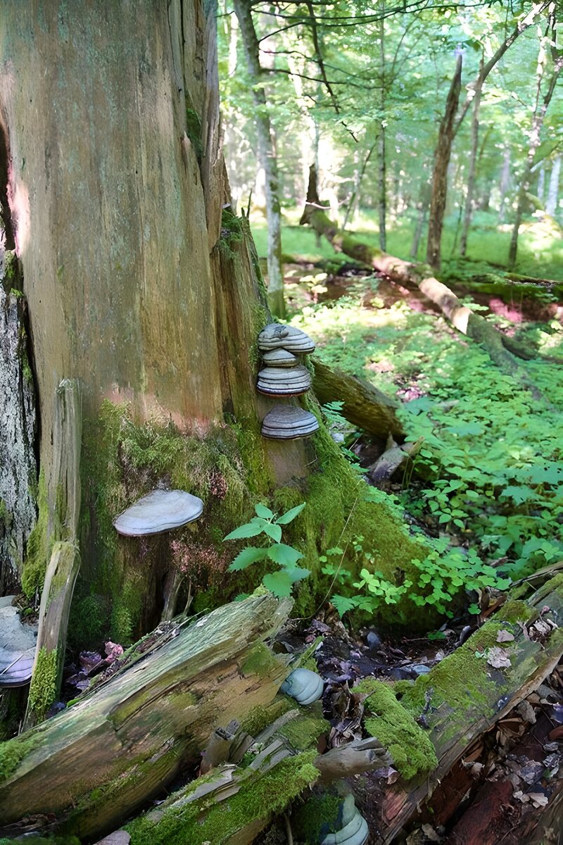 : Paddenstoelen op een oude boomstronk