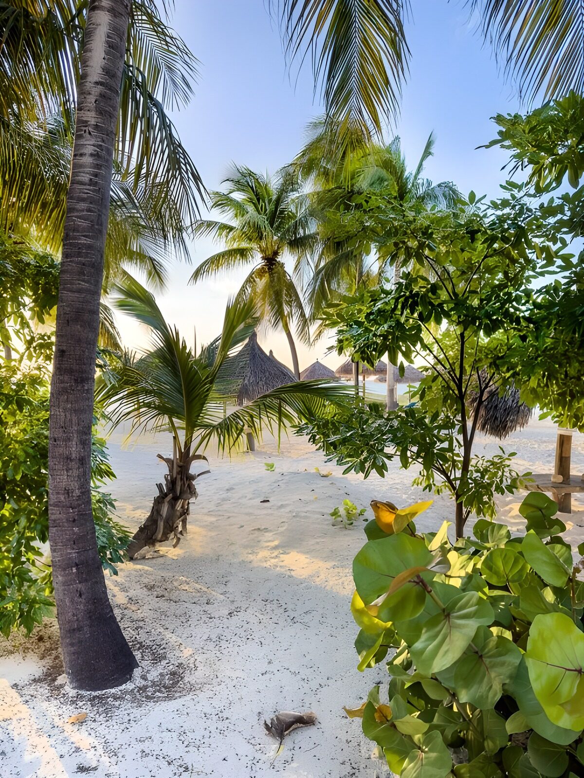 Tropisch Strandleven met Palmbomen